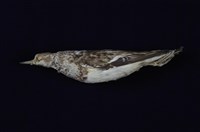 藏品(東方環頸鴴)的圖片